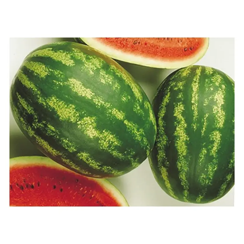Seminte pepene verde Melania F1