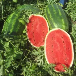 Seminte pepene verde Sentinel F1