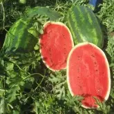 Seminte pepene verde Sentinel F1