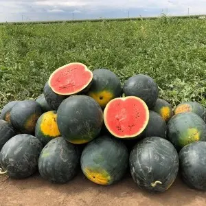 Seminte pepene verde Pata Negra F1