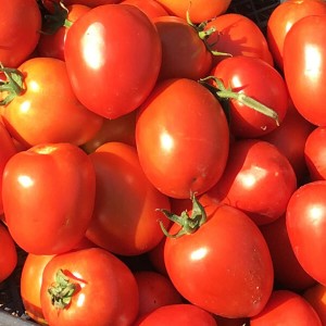 Seminte tomate Chelse F1 (ex. Veloz F1)