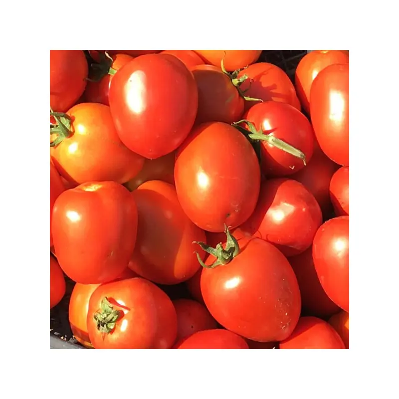 Seminte tomate Chelse F1 (ex. Veloz F1)