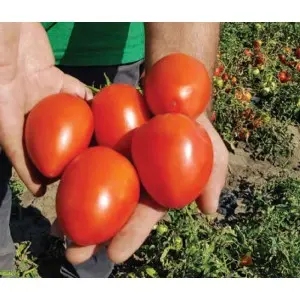 Seminte tomate Chelse F1 (ex. Veloz F1)