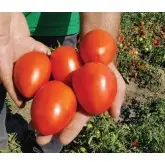 Seminte tomate Chelse F1 (ex. Veloz F1)