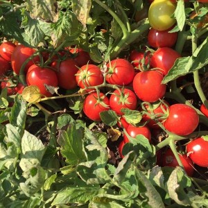 Seminte tomate Perfectpeel F1