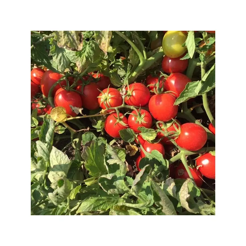 Seminte tomate Perfectpeel F1