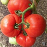 Seminte tomate Mirsini F1
