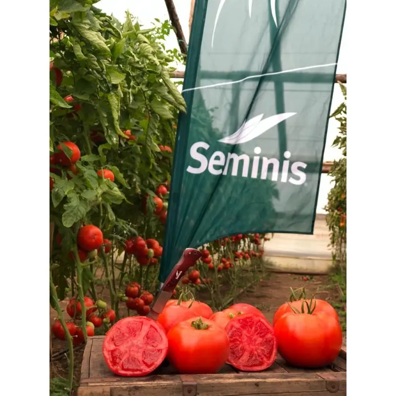 Seminte tomate Big Beef F1