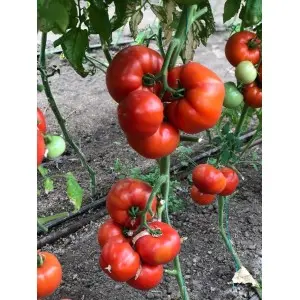 Seminte tomate Big Beef F1