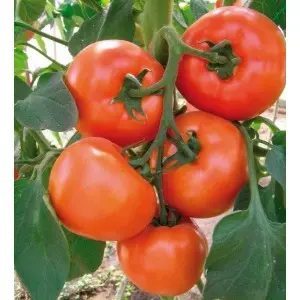 Seminte tomate Kiveli F1