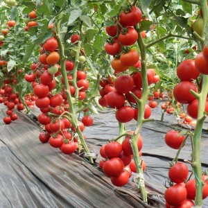 Seminte tomate Klass F1