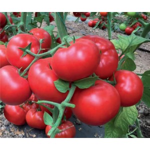 Seminte tomate Matissimo F1