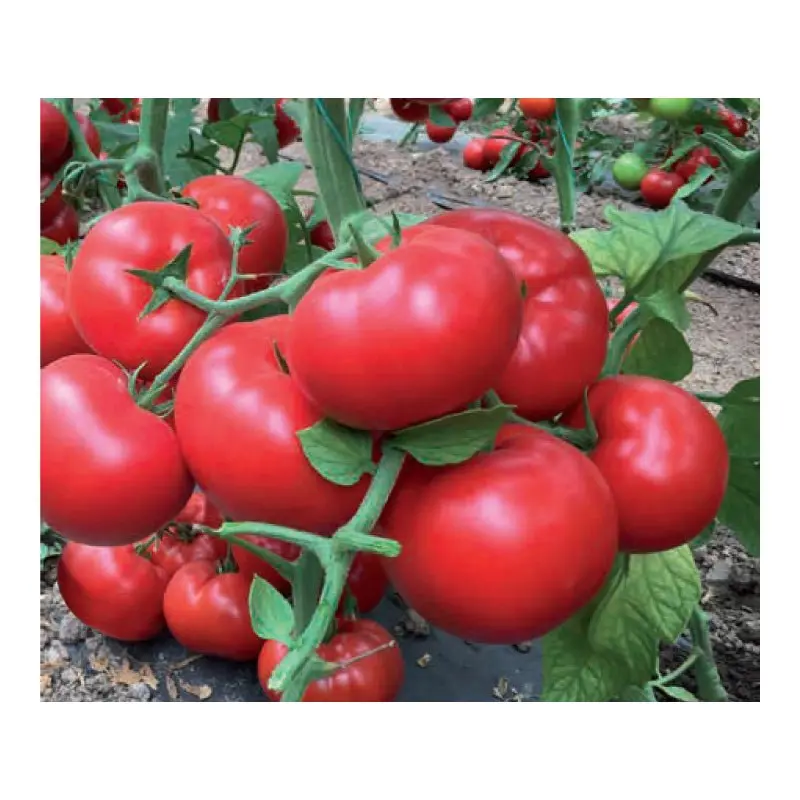 Seminte tomate Matissimo F1