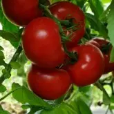 Seminte tomate Matissimo F1