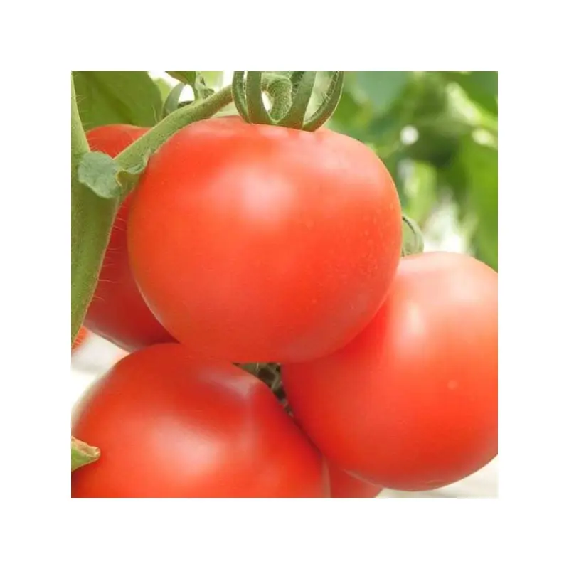 Seminte tomate Optima F1