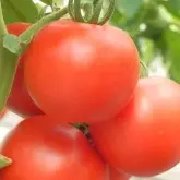 Seminte tomate Optima F1