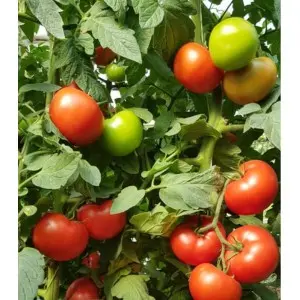Seminte tomate Wrestler F1