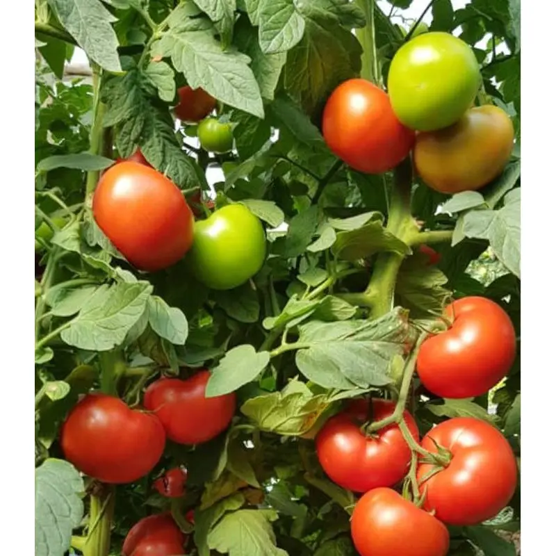 Seminte tomate Wrestler F1