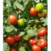 Seminte tomate Wrestler F1