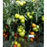 Seminte tomate Wrestler F1