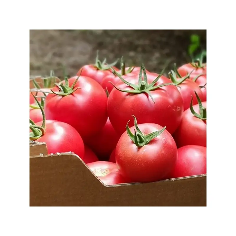 Seminte tomate Mei Shuai F1