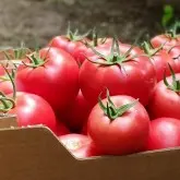 Seminte tomate Mei Shuai F1