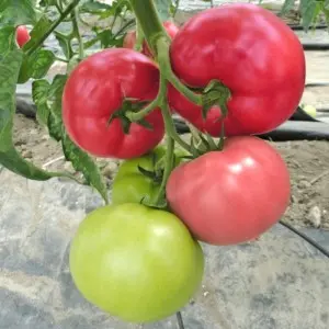Seminte tomate Mei Shuai F1