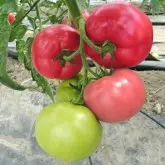 Seminte tomate Mei Shuai F1