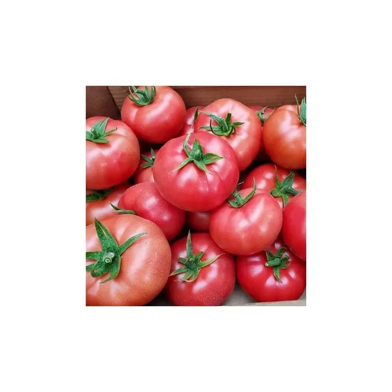 Seminte tomate Pink ID F1