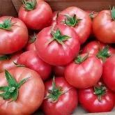 Seminte tomate Pink ID F1
