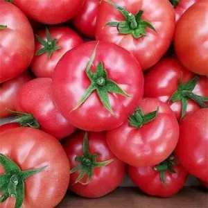 Seminte tomate Pink ID F1