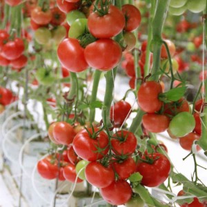 Seminte tomate Admiro F1