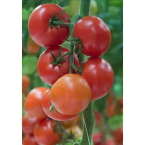 Seminte tomate Alfred F1