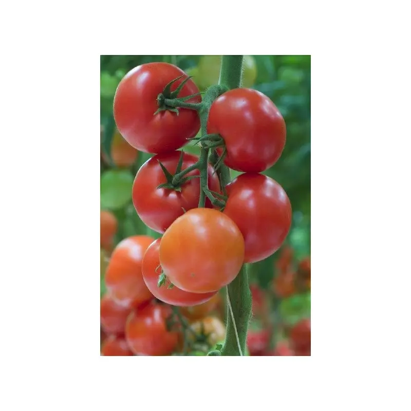 Seminte tomate Alfred F1