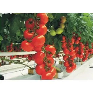 Seminte tomate Alfred F1