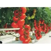 Seminte tomate Alfred F1