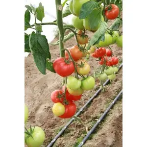 Seminte tomate Corvinus F1