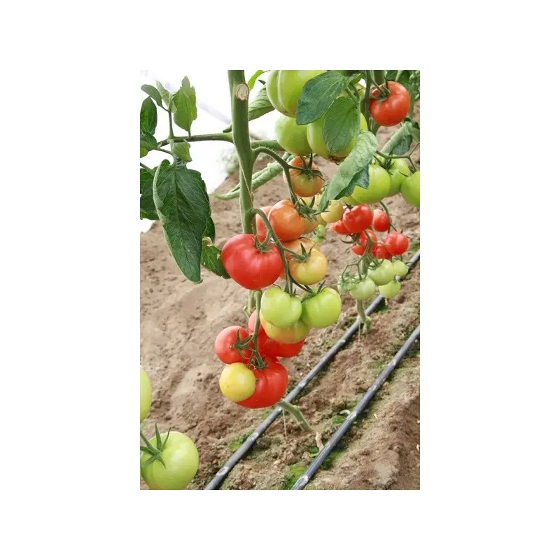 Seminte tomate Corvinus F1