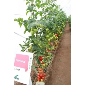 Seminte tomate Corvinus F1