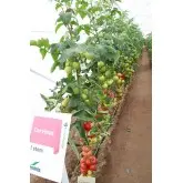 Seminte tomate Corvinus F1