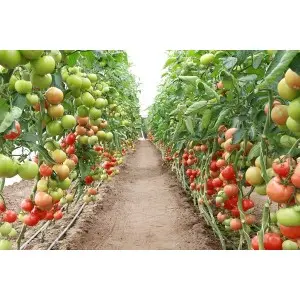 Seminte tomate Corvinus F1