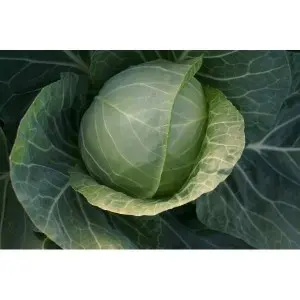 Seminte varza Green Flash F1
