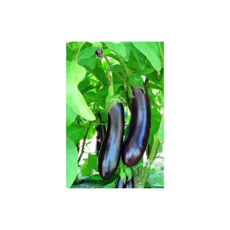 Seminte vinete Mirabelle F1