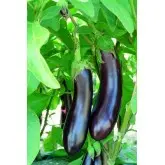 Seminte vinete Mirabelle F1