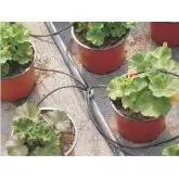 Kit Toro pentru ciuperca picurare