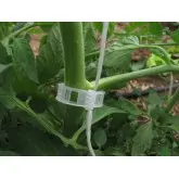 Clipsuri palisare tomate