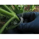 Clipsuri palisare tomate