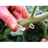 Clipsuri palisare tomate