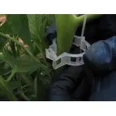 Clipsuri palisare tomate