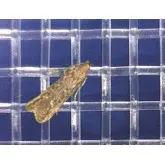 Plasa protectie contra insectelor 3325BT BIORETE 25 MESH